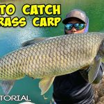 How to Catch Grass Carp in a Pond