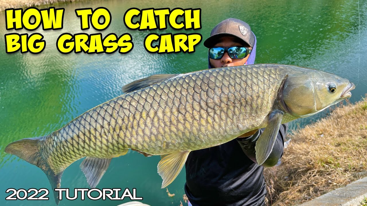 How to Catch Grass Carp in a Pond: Expert Tips Unveiled