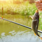 How to Catch Pond Carp