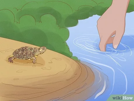 How to Catch Pond Turtles