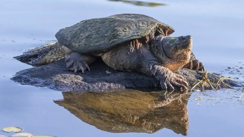How to Catch Snapping Turtles in a Pond