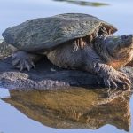 How to Catch Snapping Turtles in a Pond