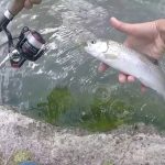 How to Catch Trout in a Pond