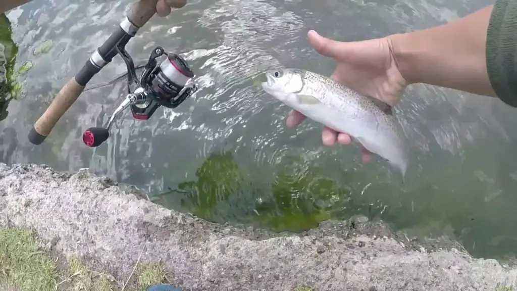 How to Catch Trout in Pond