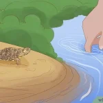 How to Catch Turtles in a Pond