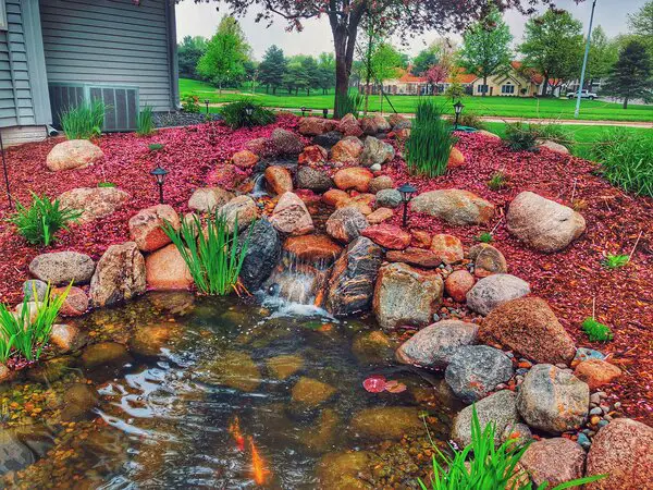 How to Clean a Coy Pond