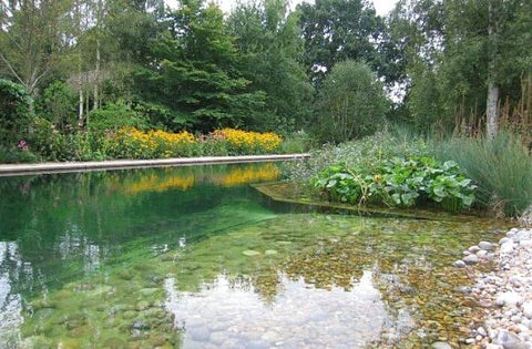 How to Clean a Large Pond With Fish