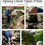 How to Clean a Pond With Fish