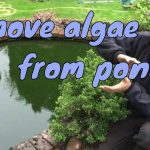 How to Clean Algae from a Pond