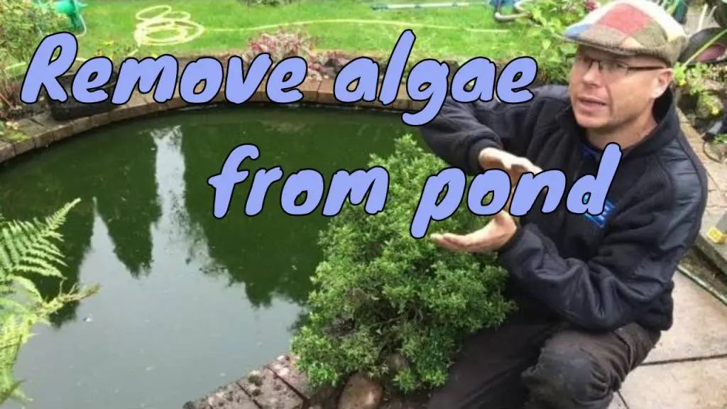 How to Clean Algae in a Pond