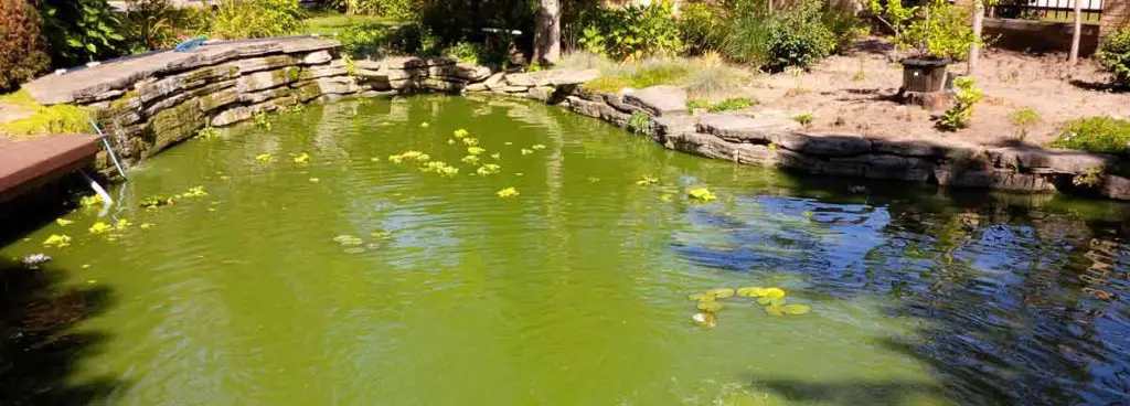 How to Clear Green Pond Water