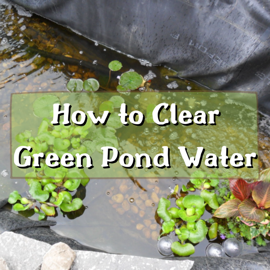 How to Clear Green Pond Water Fast