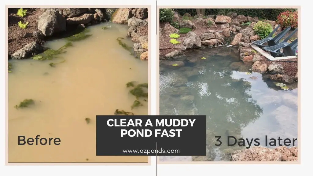 How to Clear Muddy Pond Water