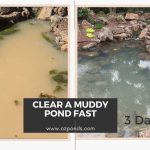 How to Clear Muddy Pond Water