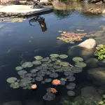 How to Clear the Water in a Pond