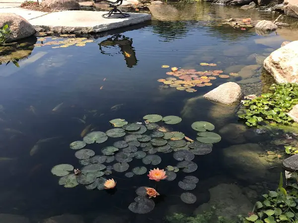 How to Clear the Water in a Pond