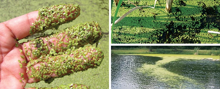 How to Control Duckweed in a Pond