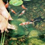 How to Control Pond Algae