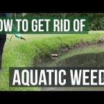 How to Control Pond Weeds Cheaply