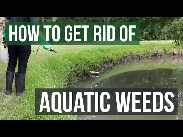 How to Control Pond Weeds Cheaply