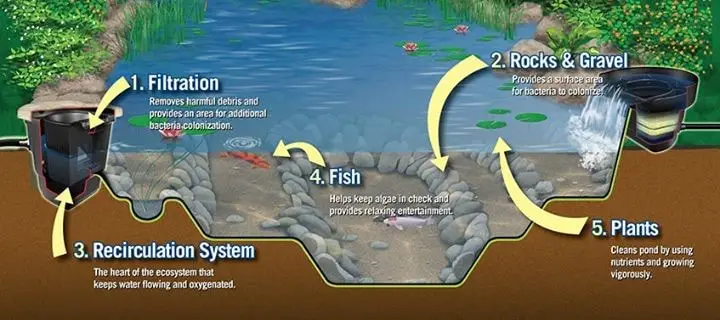 How to Figure Out Gallons in a Pond