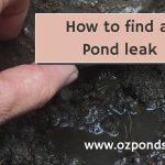 How to Find a Leak in a Pond
