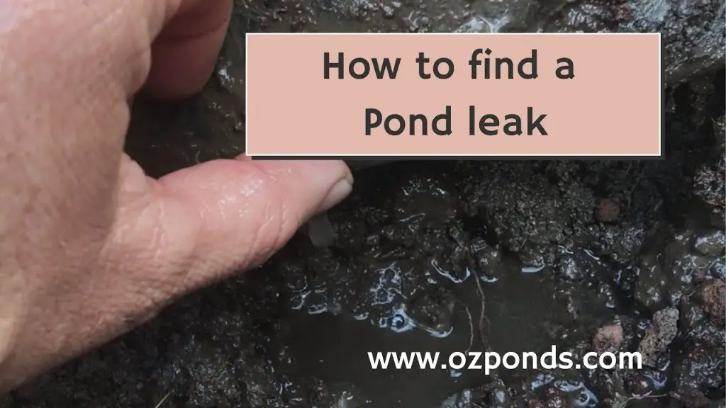 How to Find a Pond Leak