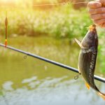 How to Fish for Carp in a Pond