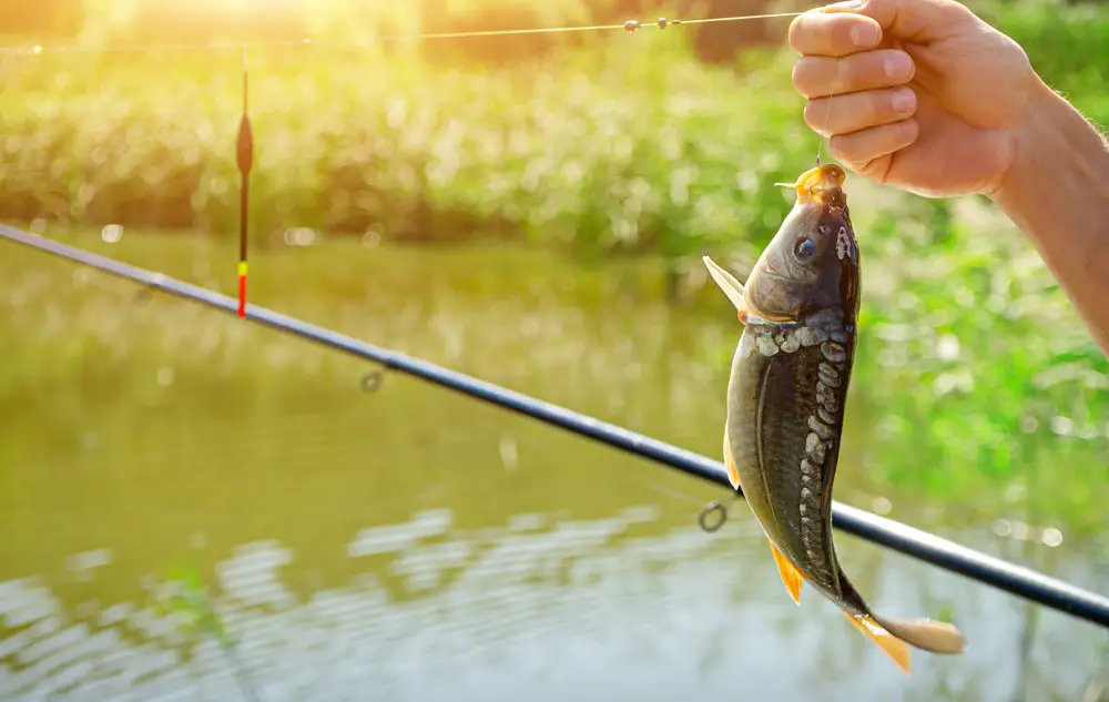 How to Fish for Carp in a Pond