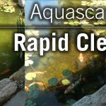 How to Get Clear Pond Water