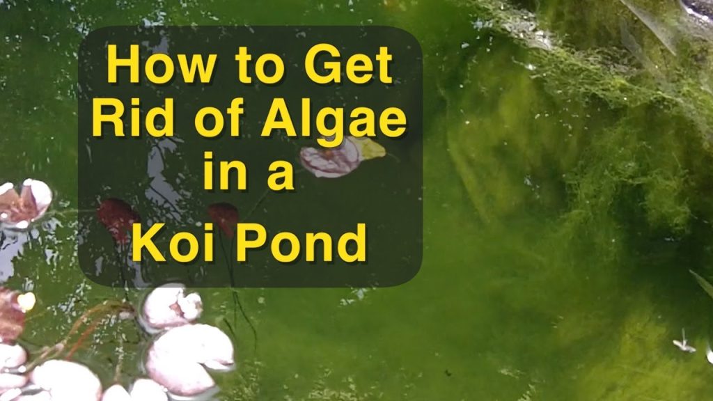 How to Get Rid of Algae in a Koi Pond