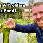 How to Get Rid of Algae in a Pond Naturally