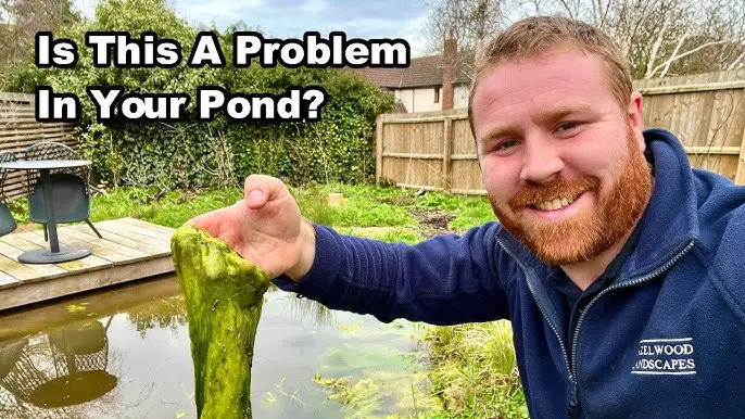 How to Get Rid of Algae in a Pond Naturally