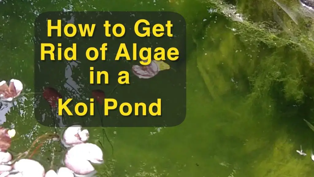 How to Get Rid of Algae in Fish Pond