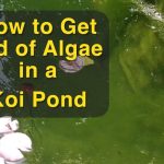 How to Get Rid of Algae in Fish Pond