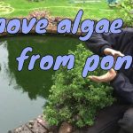 How to Get Rid of Algae on a Pond