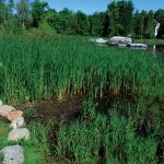 How to Get Rid of Cattails in My Pond