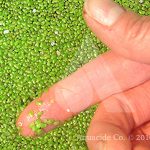 How to Get Rid of Duckweed on a Pond