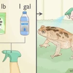 How to Get Rid of Frogs from a Pond