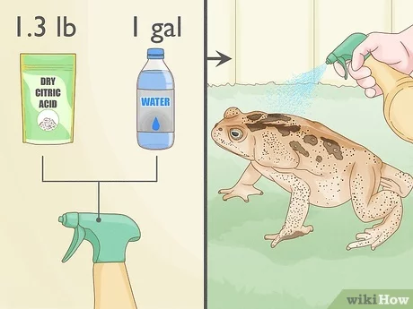 How to Get Rid of Frogs from a Pond