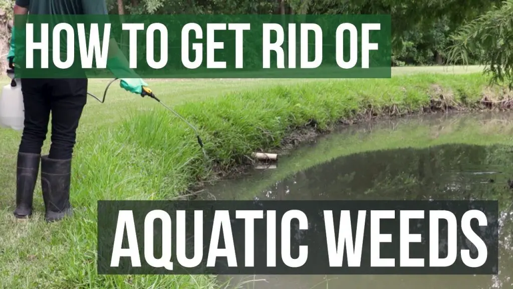 How to Get Rid of Grass in a Pond