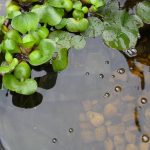 How to Get Rid of Green Pond Water