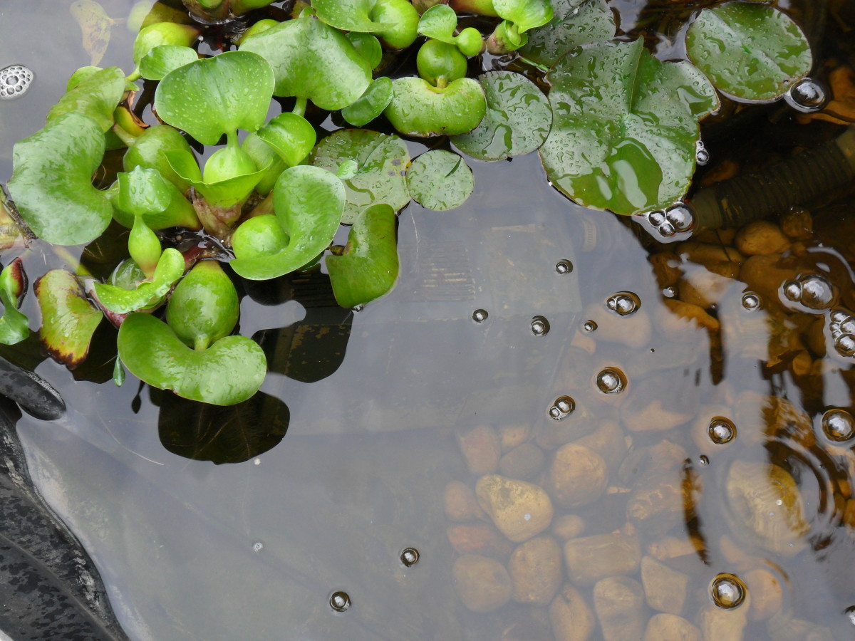 How to Get Rid of Green Pond Water Clear Solutions Revealed