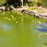 How to Get Rid of Green Water in a Pond