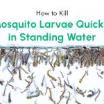 How to Get Rid of Mosquito Larvae in a Pond