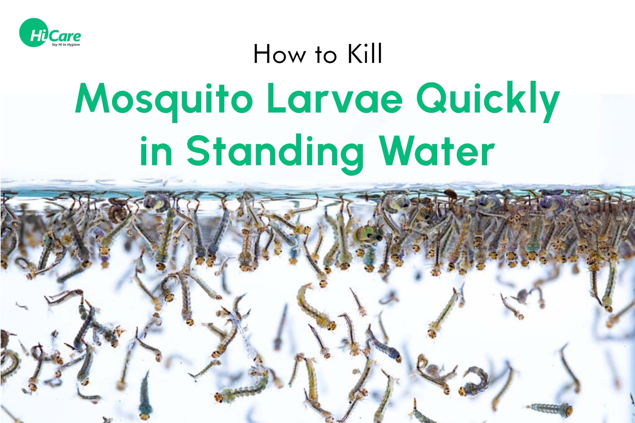 How to Get Rid of Mosquito Larvae in a Pond Proven Tips