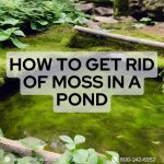 How to Get Rid of Moss on a Pond