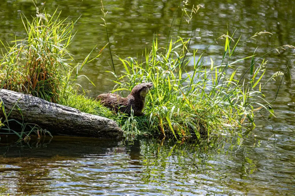 How to Get Rid of Otters in a Pond