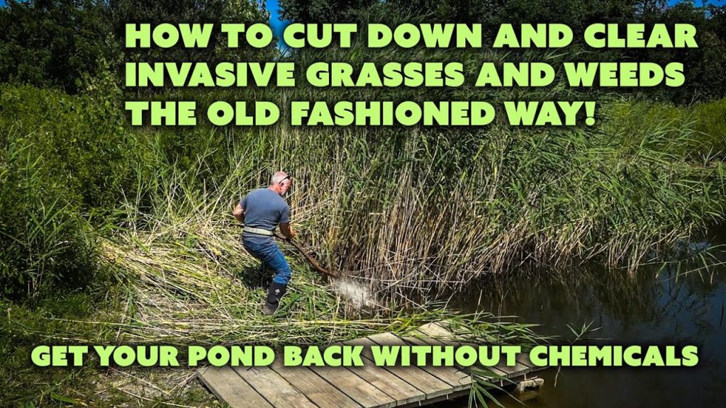 How to Get Rid of Phragmites in a Pond