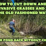 How to Get Rid of Phragmites in a Pond